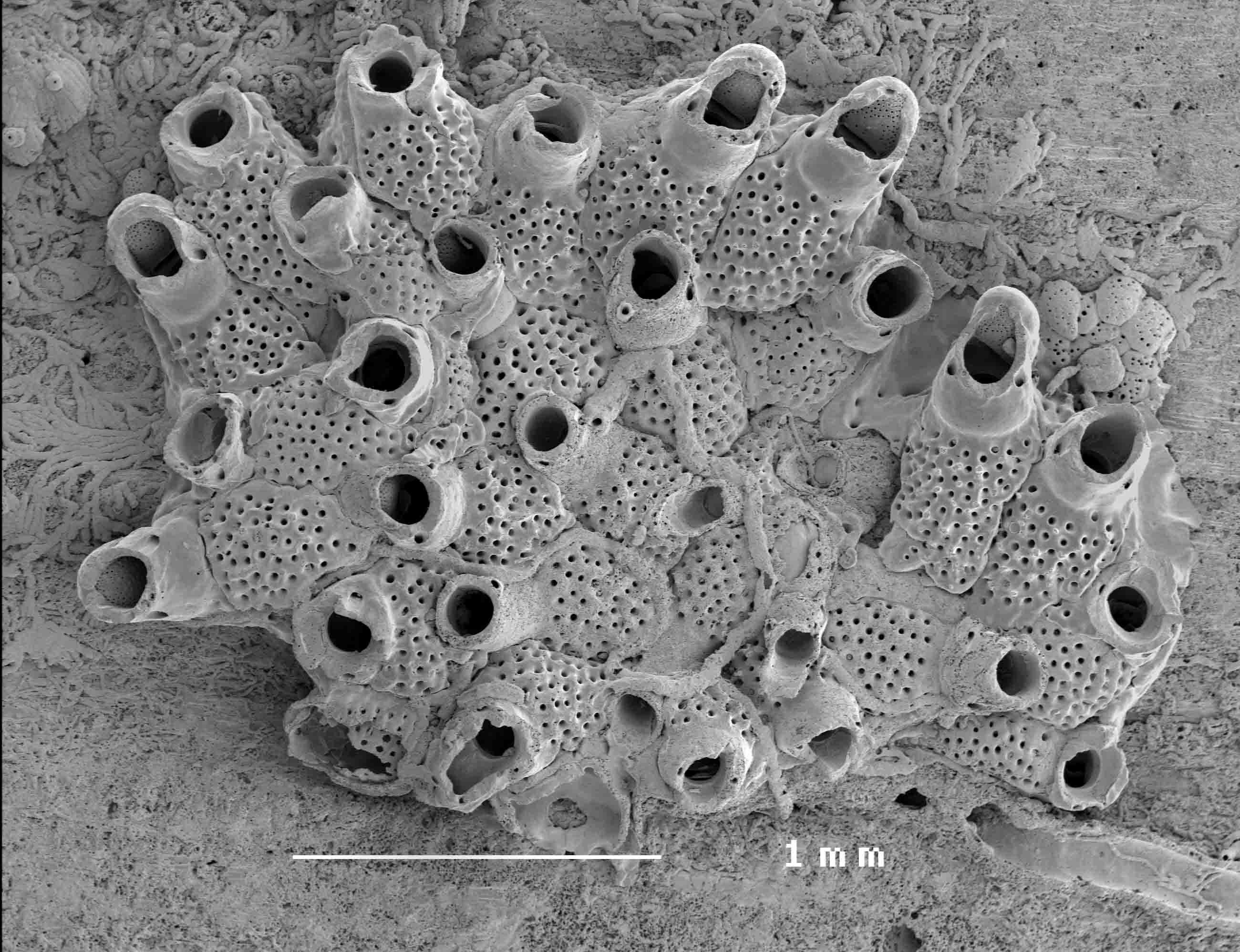 Представитель Семейства Teuchoporidae